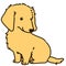 Outlined golden Miniature Dachshund sitting