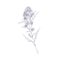 Outlined goldenrod, wild field flower. Botanical vintage drawing of medical floral plant. Herb of Solidago nemoralis