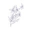 Outlined rocket larkspur flowers. Botanical drawing of floral plant. Detailed sketch of Consolida regalis. Field herb