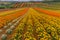 Outlook flower garden of Shikisai Hill (Hokkaido Biei-cho)