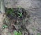 Outside, Rotted Tree Stump, Grass, Wild Flowers, outdoors, trees, Ferns