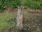 Outside, Rotted Tree Stump, Grass, Wild Flowers, outdoors, trees, Ferns