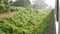 Outside view, greenery, watching from a train window while traveling by train