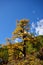 Outstanding alpine tree in autumn with blue sky background