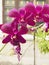 Outstanding and colorful Dendrobium orchid flowers.