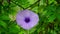 An outstanding colorful of fully blooming Ipomoea cairica plant view. Also known of Railway creeper plant.