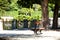 Outstanding cypress trees in Retiro Park in Madrid, Spain