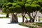 Outstanding cypress trees in Retiro Park in Madrid, Spain