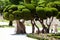 Outstanding cypress trees in Retiro Park in Madrid, Spain