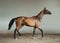 Outstanding golden buckskin akhal-teke horse trotting indoors