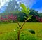 Outstanding, Gorgeous, Colorful and Bright Plant