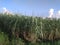 An outstanding lovely view of green sugarcane crops in the rural field