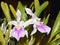 Outstanding Miltonia Orchid