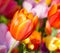 Outstanding orange tulip in a flower