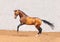 Outstanding pureblood akhal-teke horse plays