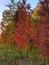 Outstanding Red Trees in Waterloo Region