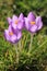 Outstanding shot of purple blossomed spring crocuses during daytime