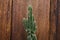 An outstanding small cactus isolated wooden background