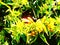 An outstanding snapshot of yellow flowers and flowering buds