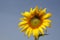 Outstanding Sunflower