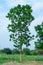 Outstanding tree grows in the field and isolated on blue sky background