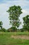 Outstanding tree grows in the field and isolated on blue sky background