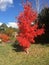 An outstanding tree during spring