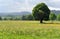 Outstanding tree in the Sumava mountains