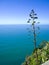 Outstanding tree, turquoise sea, blue sky, Corniglia