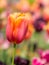 Outstanding tulip flower in a flowerbed