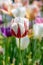 Outstanding tulip flower in a flowerbed