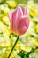 Outstanding tulip flower in a flowerbed