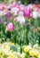 Outstanding tulip flower in a flowerbed