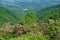 Outstanding view of Mountain Laurel, Catawba Rhododendron and Shenandoah Valley