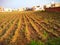 An outstanding view of a ploughed agricultural field  with plantings of sugarcanes