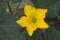 Outstanding yellow flower of pumpkin in the leaves