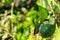 Ouvea parakeet eating papaya on Ouvea Island, Loyalty Islands, New Caledonia