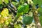 Ouvea parakeet eating papaya on Ouvea Island, Loyalty Islands, New Caledonia