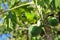 Ouvea parakeet eating papaya on Ouvea Island, Loyalty Islands, New Caledonia