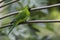 Ouvea Parakeet, Eunymphicus uvaeensis