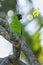 Ouvea parakeet sitting in a tree on Ouvea Island, Loyalty Islands, New Caledonia
