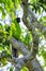 Ouvea parakeet sitting in a tree on Ouvea Island, Loyalty Islands, New Caledonia