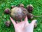 Oval beets plucked from the garden. holds the beetroot fruit in the palm of your hand. beets with a tail. gardening, agriculture.