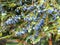 Oval blue berries of Mahonia plant. Much loved by birds.