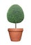 Oval egg shape clipped topiary tree in terracotta clay pot container isolated on white background for formal Japanese and English