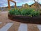 the oval ellipse of the flower bed is lined with a rusty sheet metal