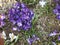 An oval group of blue crocus flowers and thin green leaves.