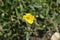 Oval-leaved rockrose