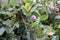 Oval Leaved Silverweed, Argyreia elliptica