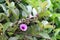 Oval Leaved Silverweed, Argyreia elliptica